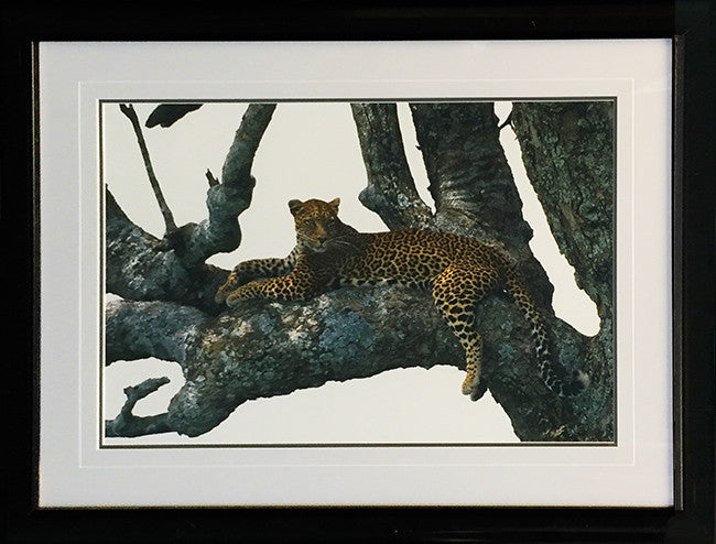 Shades of Sapphire by Thomas Mangelsen by Artists Misc., lithograph