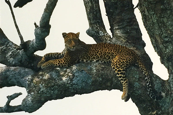 SHADES OF SAPPHIRE BY THOMAS MANGELSEN